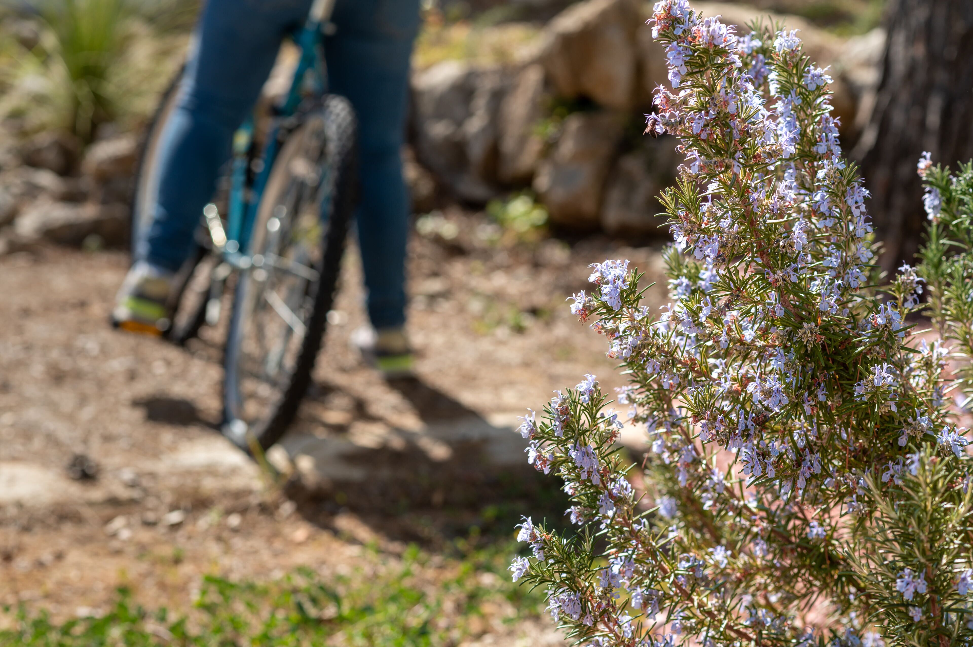Una persona montando en bicicleta por un sendero de tierra con un arbusto al frente.
