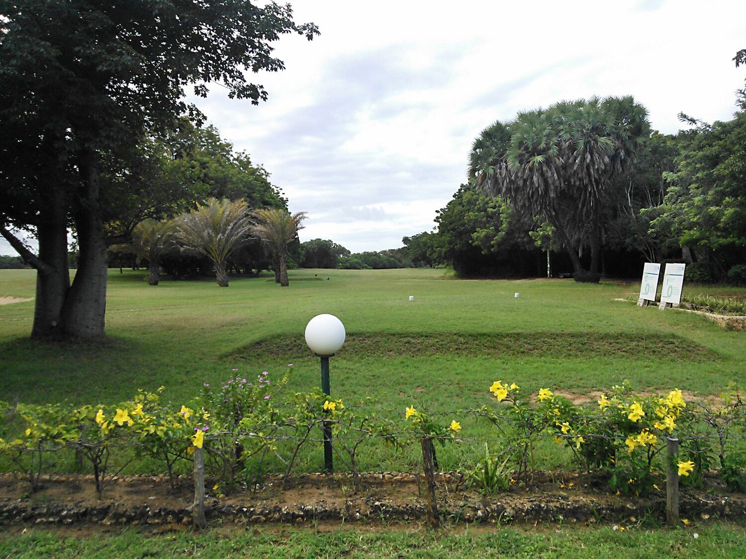 A grassy park with trees, a white spherical object, and yellow flowers.