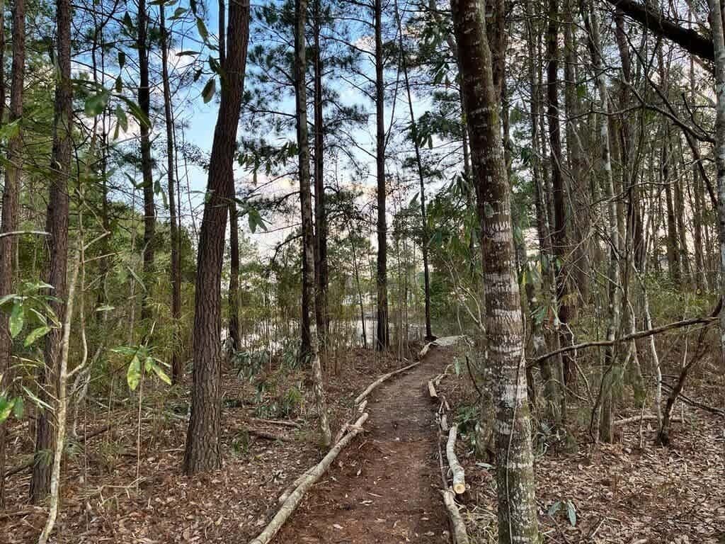 Un sentier bordé d’arbres imposants, qui traverse une zone boisée et se transforme en chemin de terre.