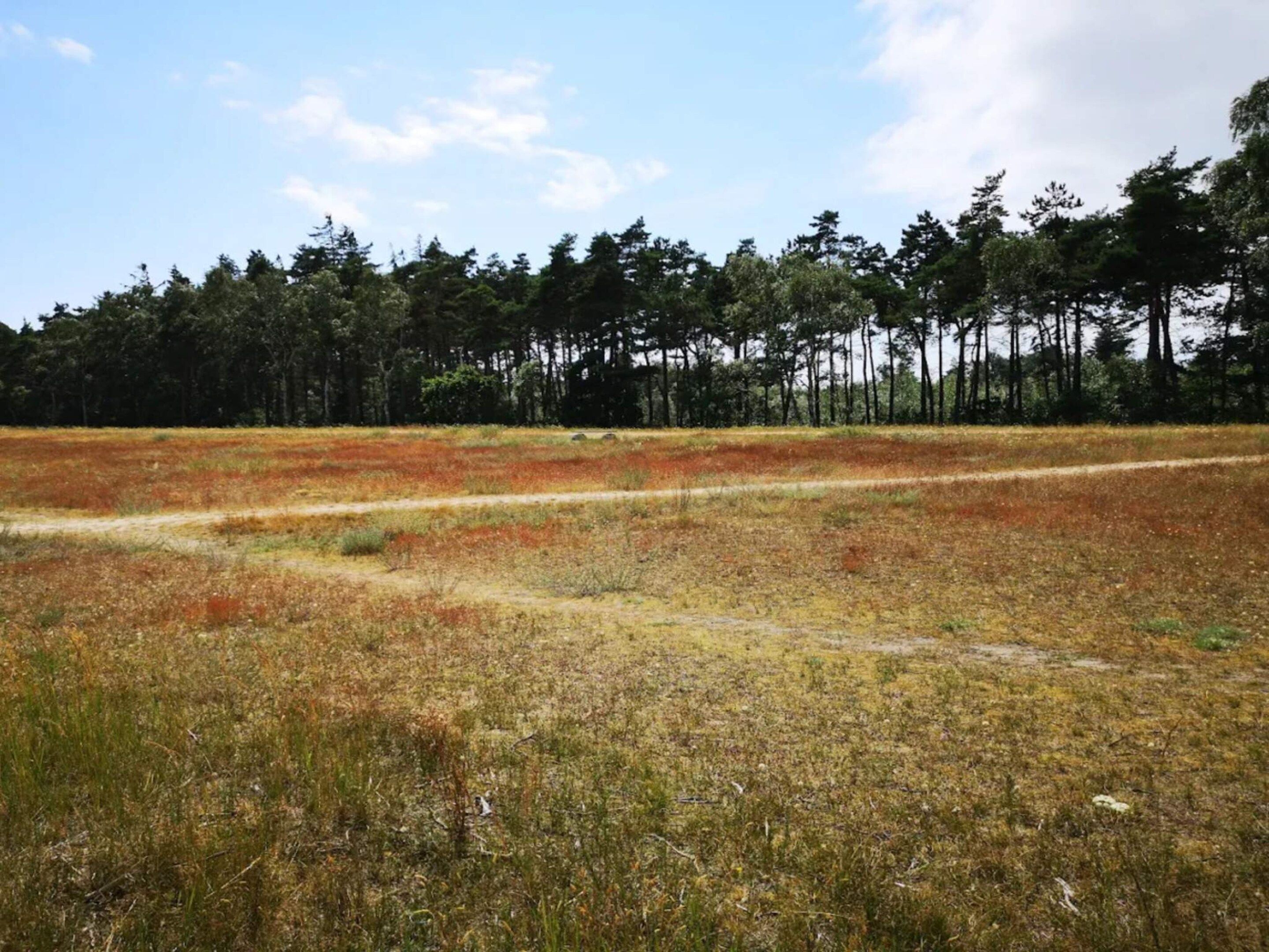 Eine natürliche Landschaft mit einem Feldweg, der durch ein Gras- und Wildblumenfeld führt, begrenzt von einem dichten Wald mit hohen Bäumen.