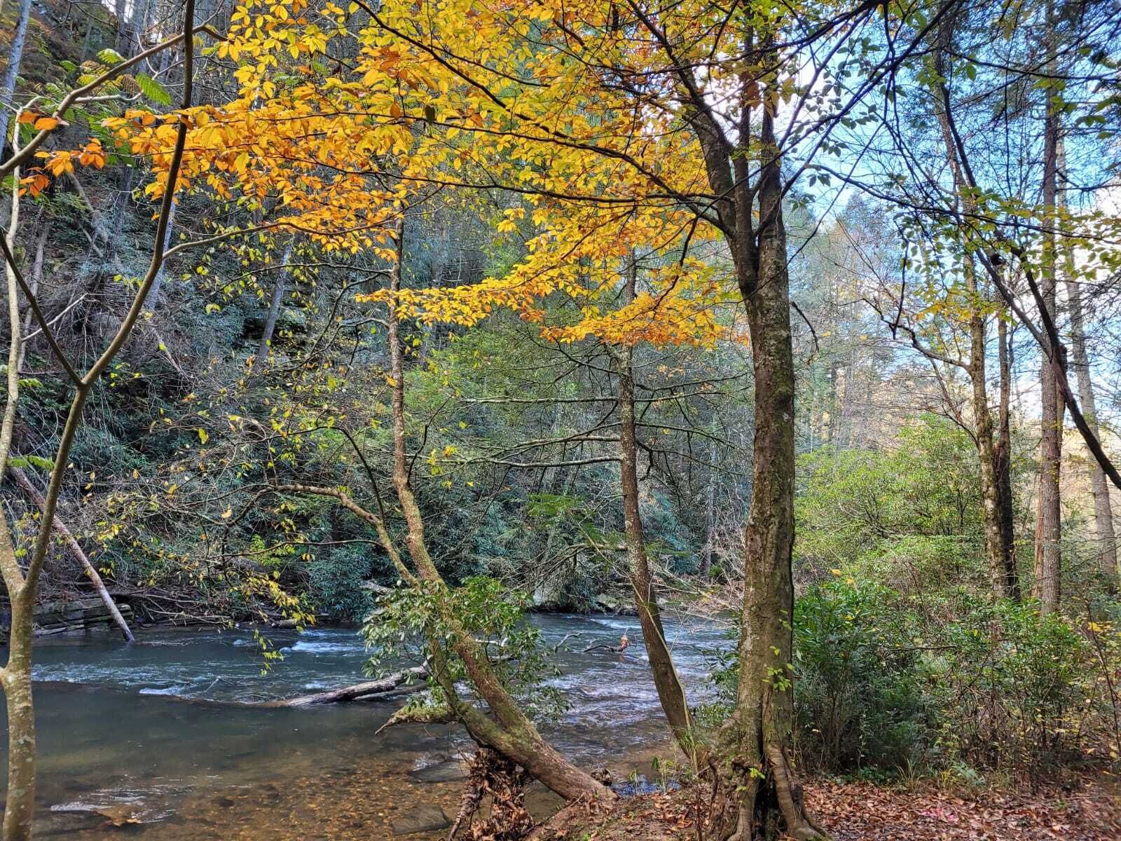 A forested area with a clear stream running through it.