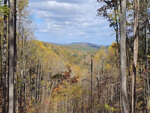 A forested landscape with tall trees and a distant mountain range.