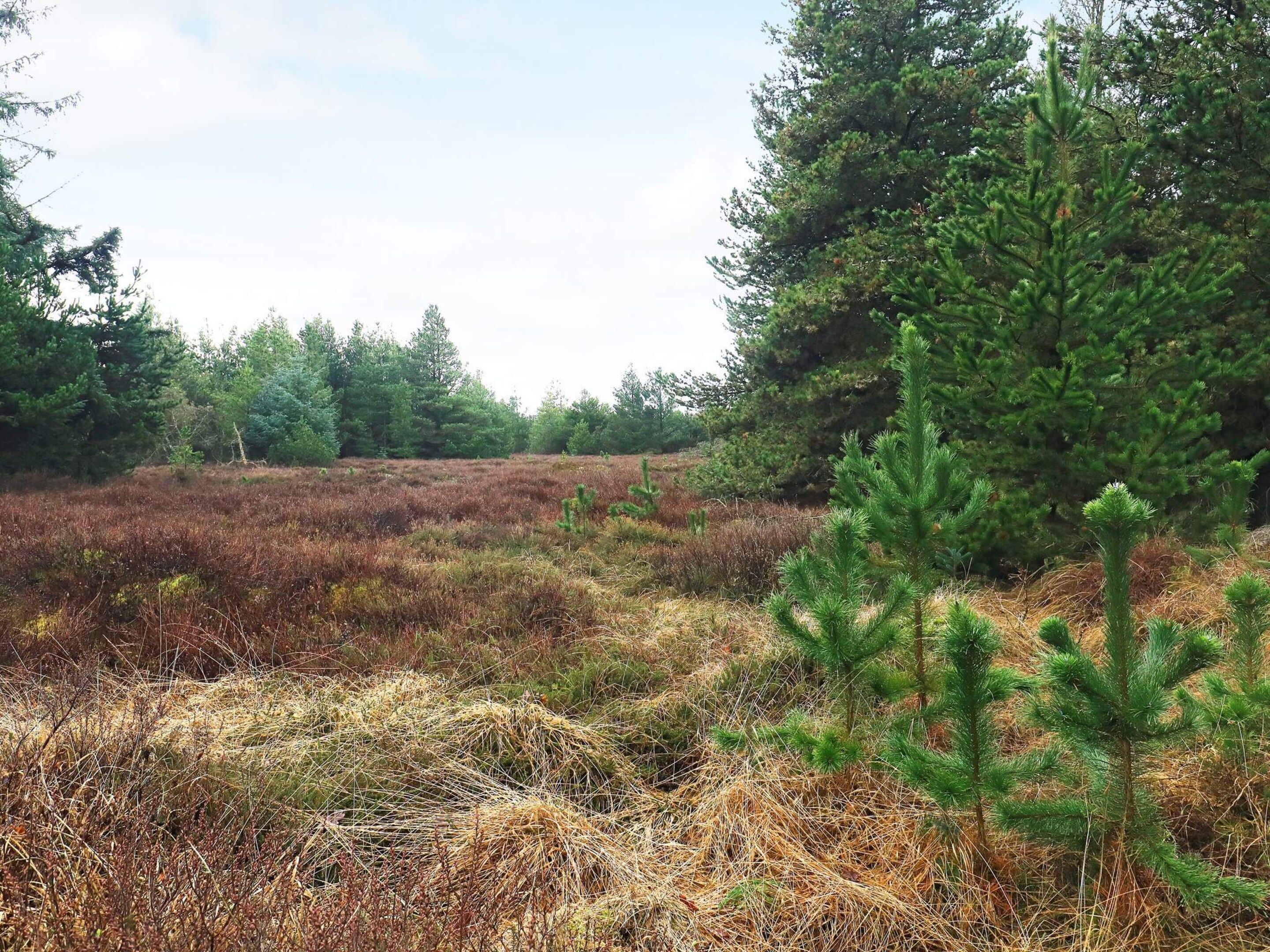 Un paysage naturel caractérisé par une végétation variée, avec notamment un grand conifère bien visible au premier plan.