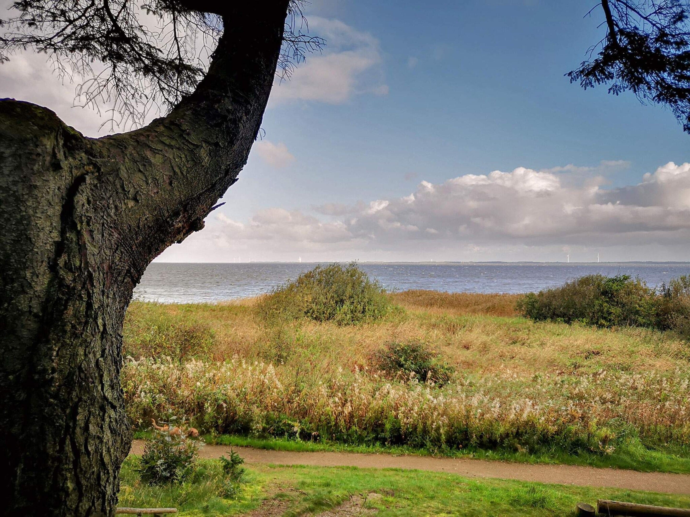 A coastal landscape with a tree in the foreground, a grassy field, and a view of the sea with wind turbines in the distance.
