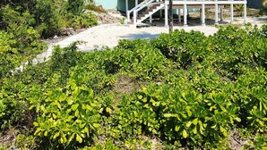 A beachfront property with a light blue building, white staircase, and lush greenery. - Newly Remodeled Home on Calm Caribbean w/Sunset Views, Snorkeling, Generator! (N Palmetto Point)