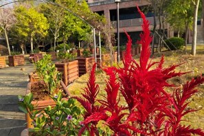 A garden with various plants and a building in the background.
