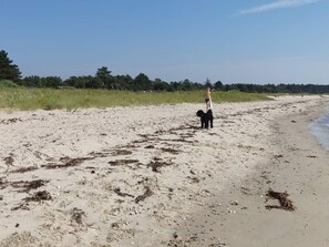 A sandy beach with seaweed scattered across the sand, a person walking with a dog, and a forest in the background. - 6 Person Holiday Home in Knebel (Knebel)