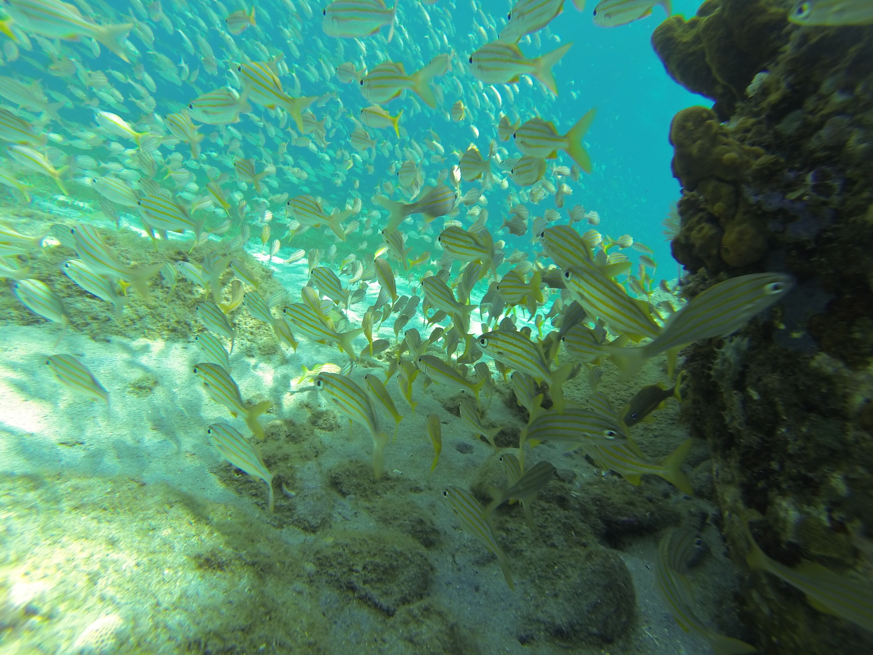 Escena submarina con numerosos peces nadando cerca de un arrecife de coral.
