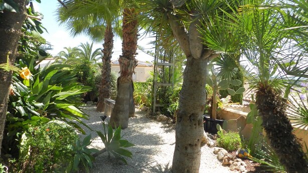 Um jardim com palmeiras e diversas plantas tropicais.