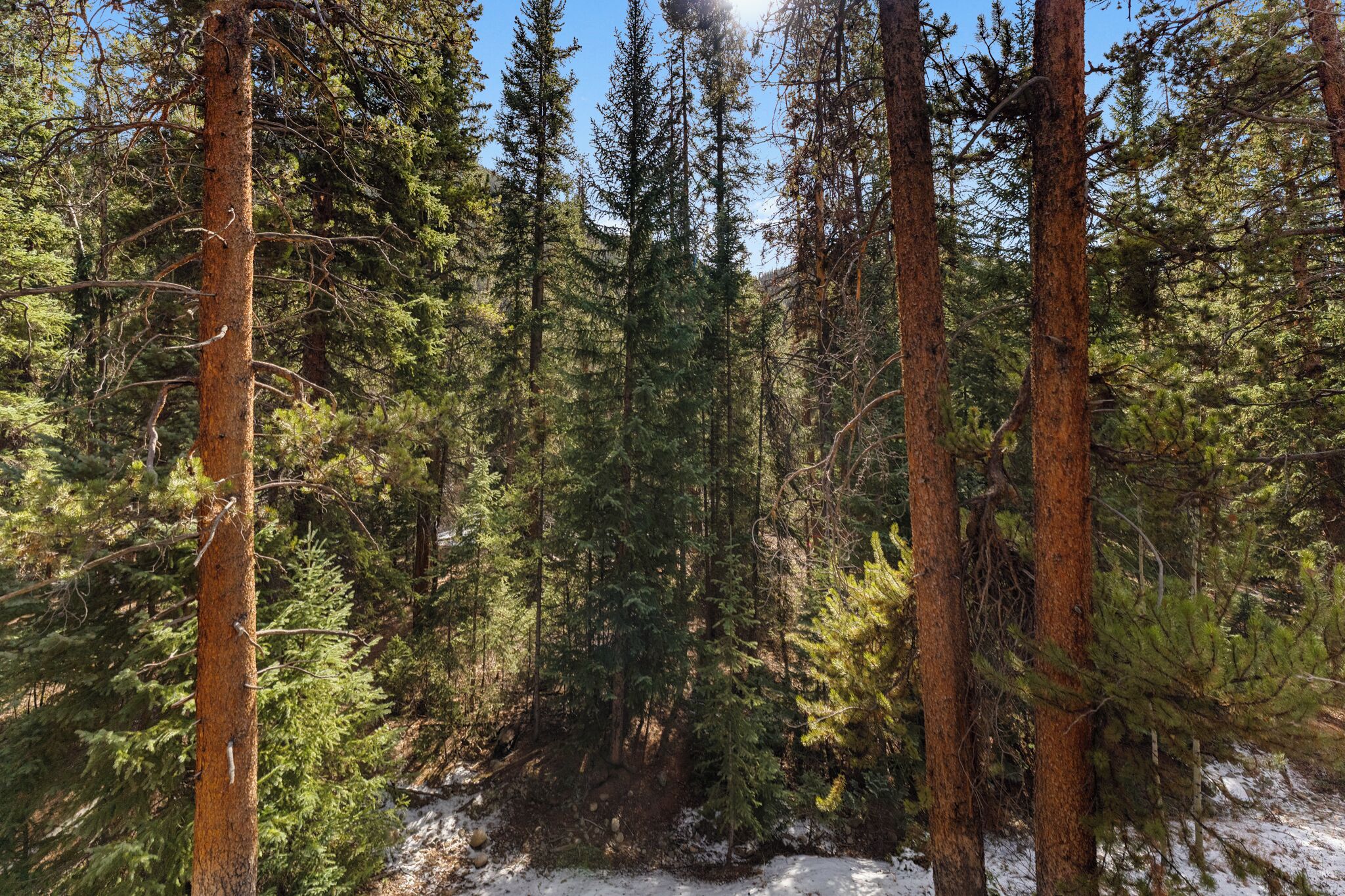 A dense forest with tall trees and a snow-covered ground.