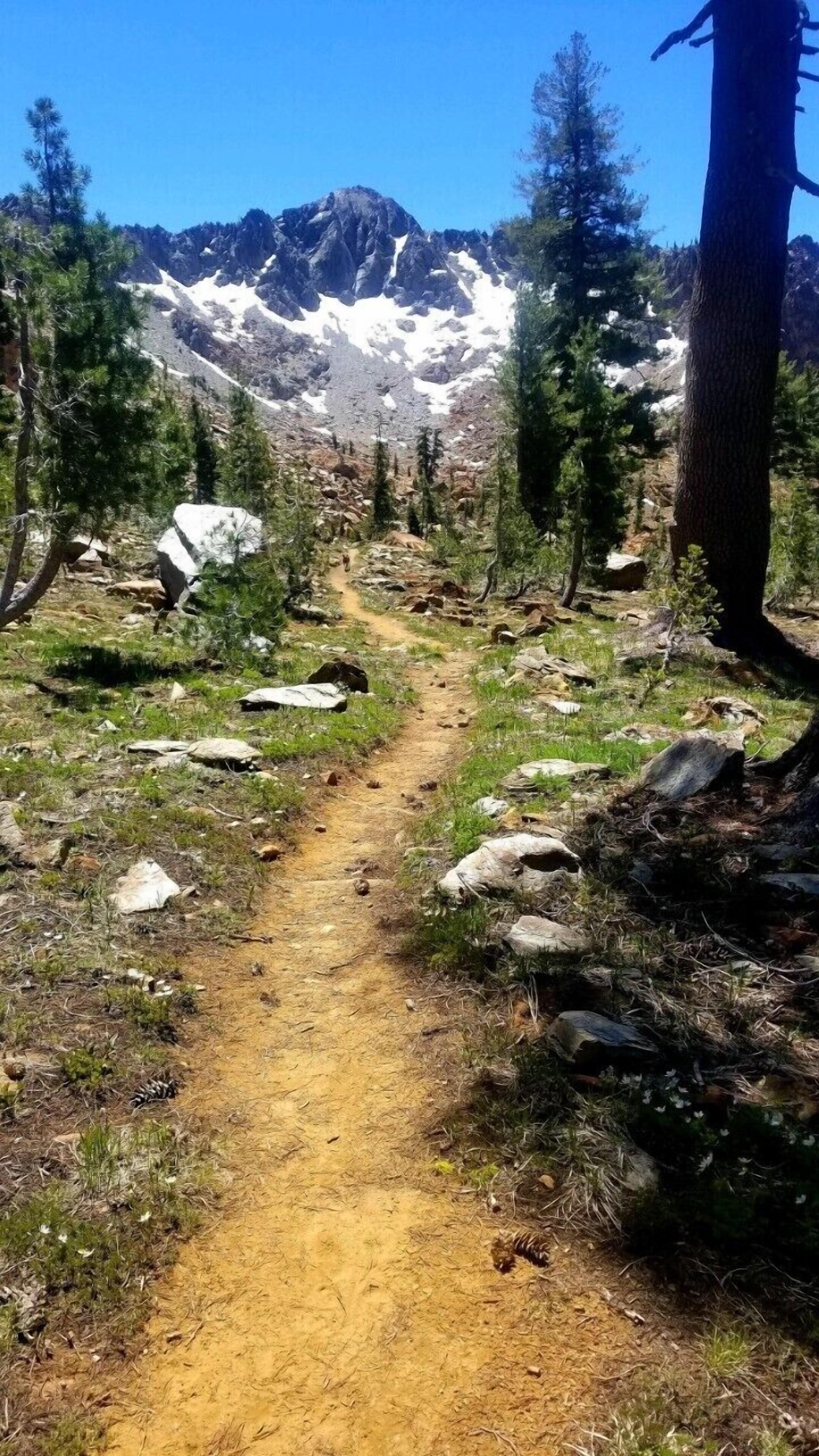 A dirt trail in a mountainous area with trees and rocks.