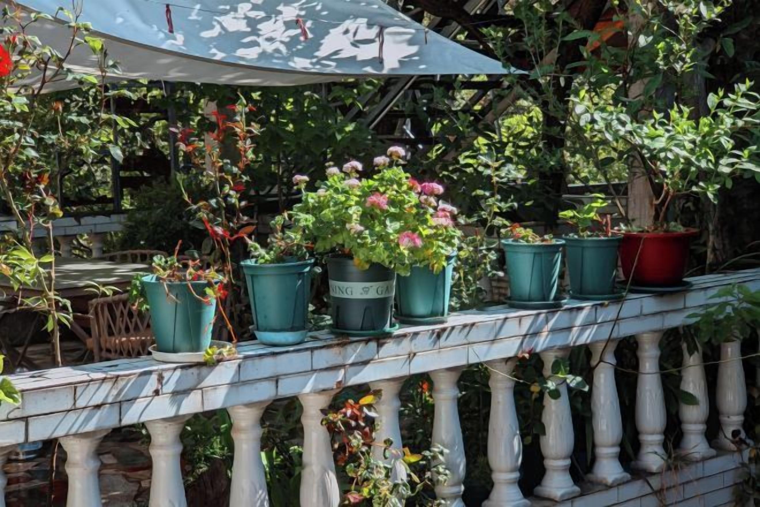 A balcony with potted plants and a white railing.