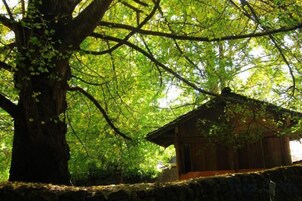 A large tree with a stone wall in the foreground and a wooden building in the background.