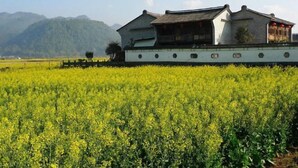 A traditional building with a white exterior and dark roof, surrounded by a field of yellow crops. - Qingtian Yashe Inn (Tengchong)
