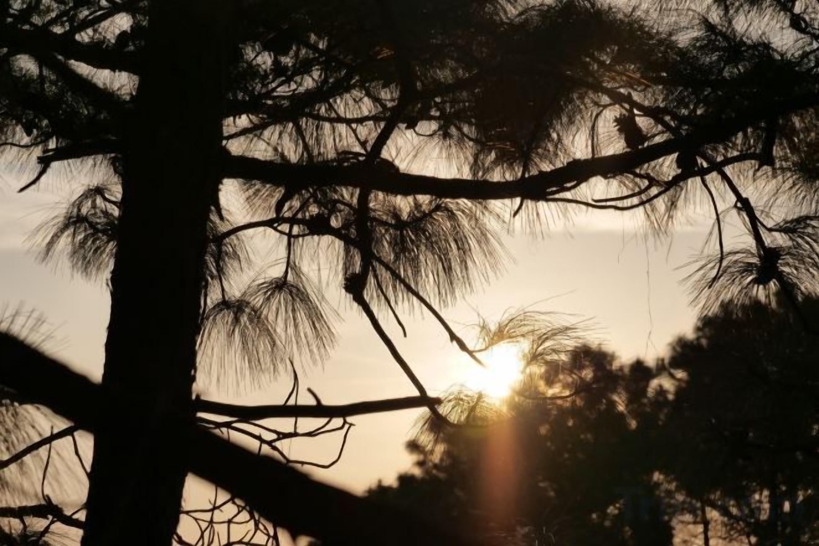 A silhouette of a tree with a sun setting in the background.