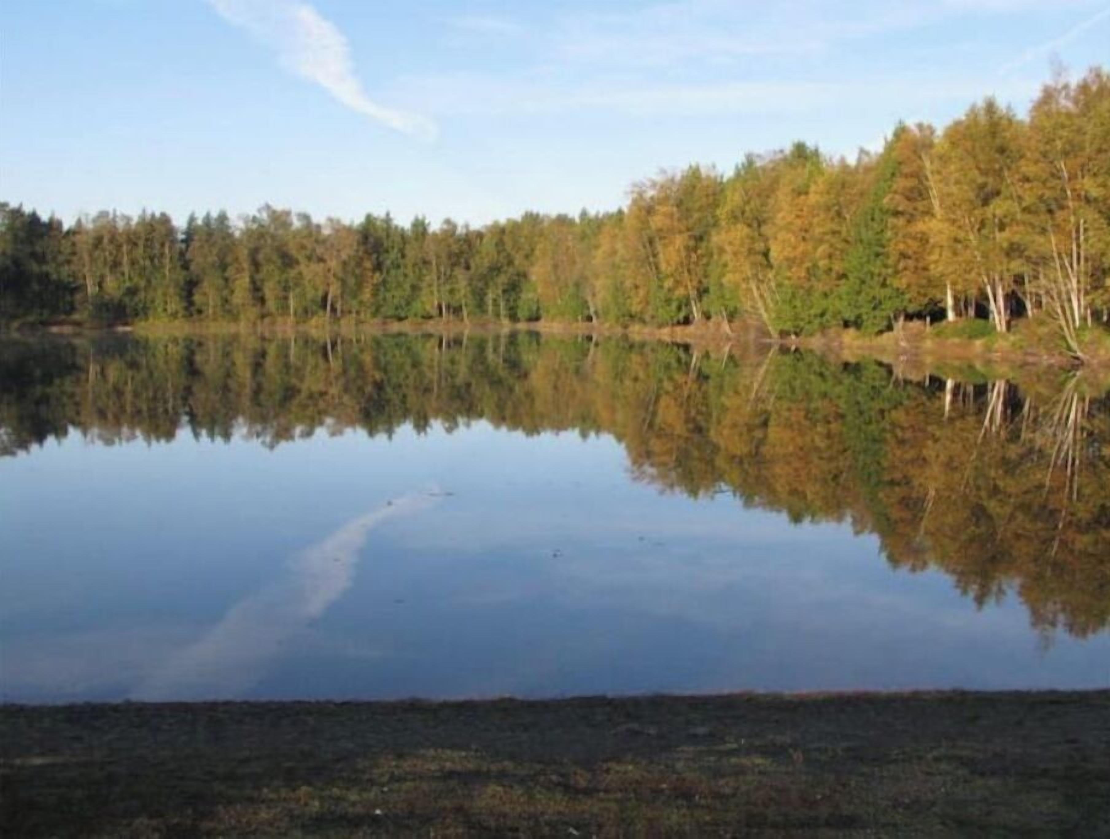 Un lago tranquilo con una orilla boscosa y reflejos nítidos.