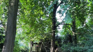 A forested area with a dirt path leading to a wooden play structure and a trampoline.