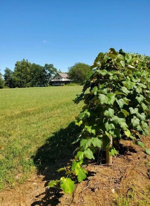 Overnatningsstedets område