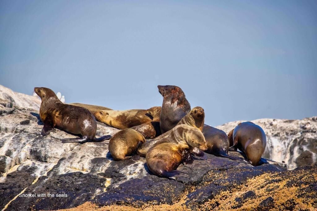 A group of seals resting on a rocky surface.