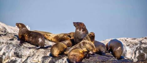 Un groupe de phoques se reposant sur une surface rocheuse.