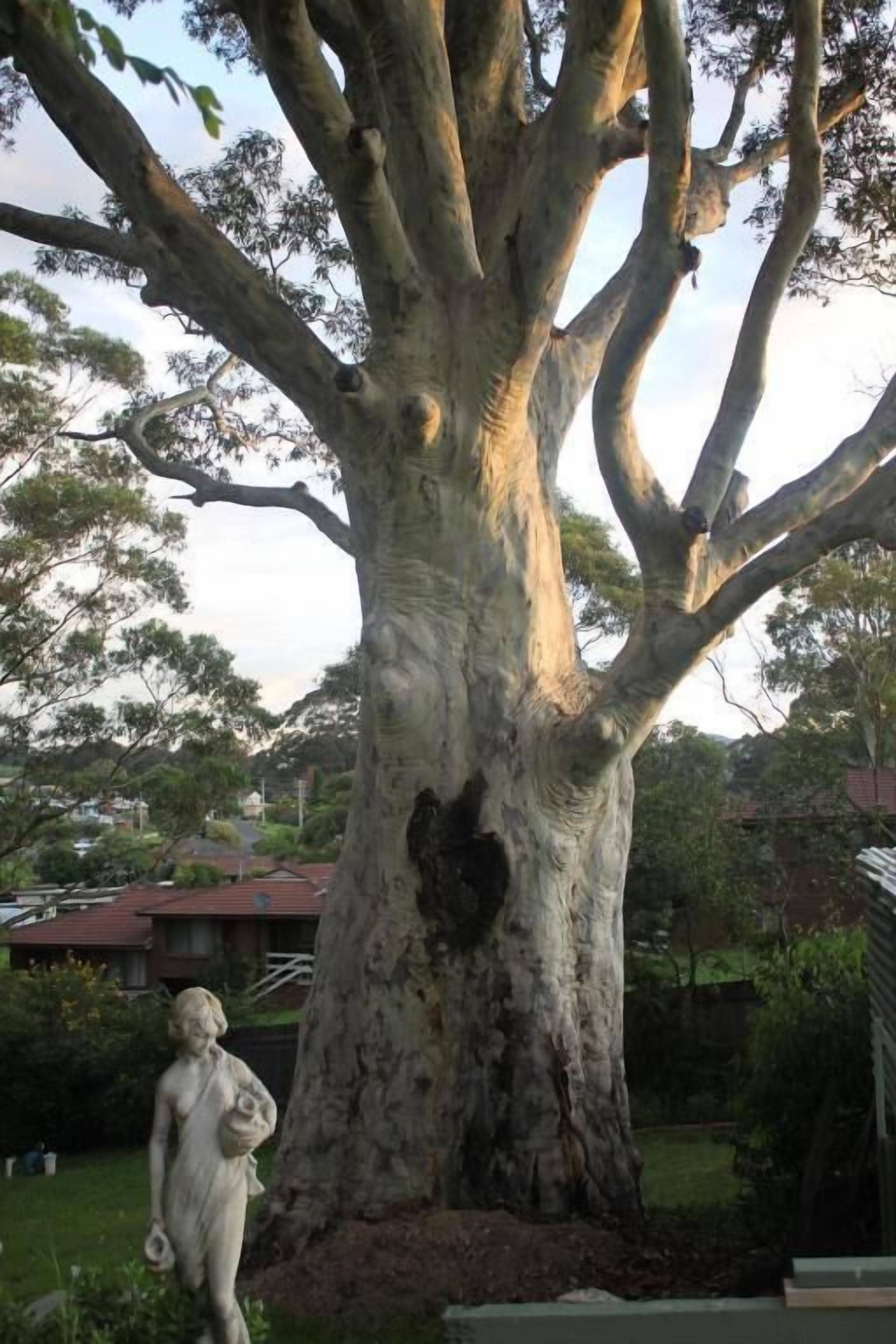 Un árbol grande con una estatua en su base.