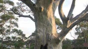 A large tree with a statue at its base.