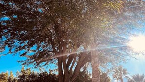 Una hamaca colgada de un árbol en un jardín, con un cielo azul despejado al fondo.