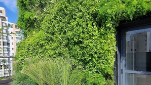 Un jardin sur le toit, avec différentes espèces de plantes, et un bâtiment moderne en arrière-plan.