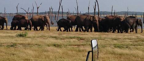 A group of elephants in a natural setting with a vehicle in the foreground.