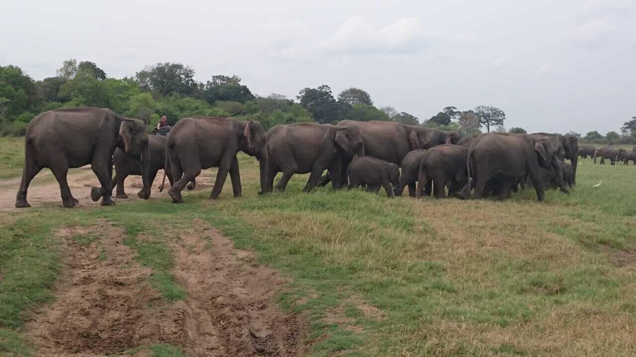 A herd of elephants in a grassy field with a dirt path.