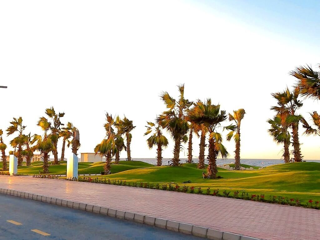 A paved pathway lined with palm trees and a view of the sea.