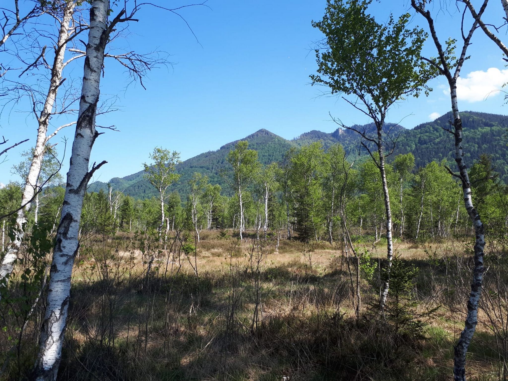 A natural landscape with birch trees and a mountain in the background.