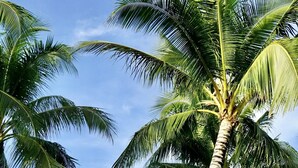A modern villa with a large palm tree in the foreground, surrounded by lush greenery.