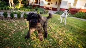 A house with a well-maintained lawn and a dog in the foreground. - Amazing 1934 deco house. (Wonthaggi,)