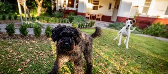 Amazing dog friendly 1934 deco house, 10 minutes to the beach.