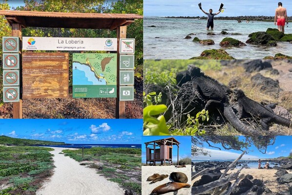 A beach scene with a wooden signboard, rocky shore, and marine life.
