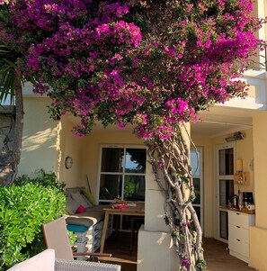 Et værelse med en stor bougainvillea-plante, en sofa, et spisebord og et køkken.