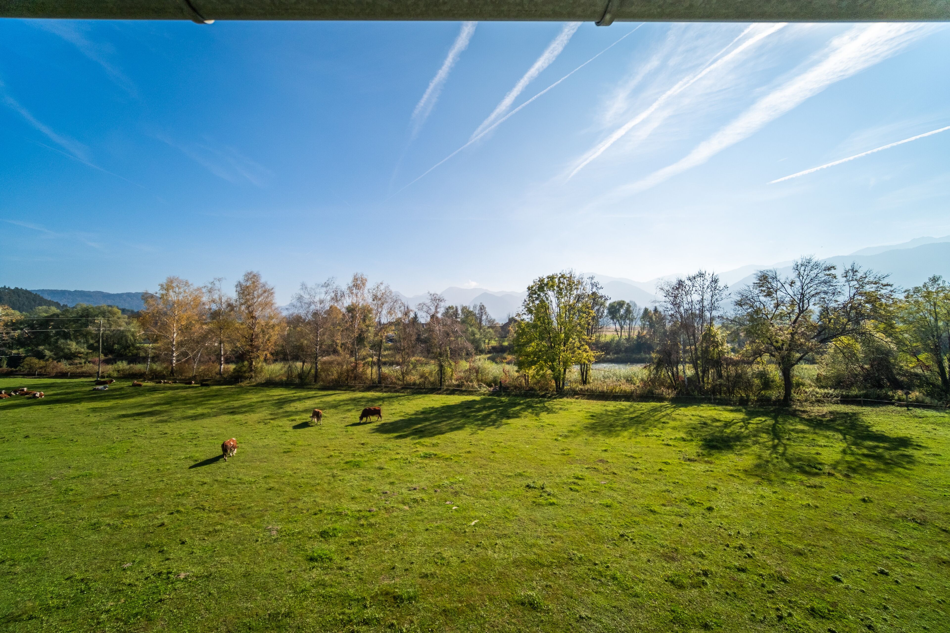 A wide, open grassy field with a few cows grazing, surrounded by trees and distant mountains under a clear sky.