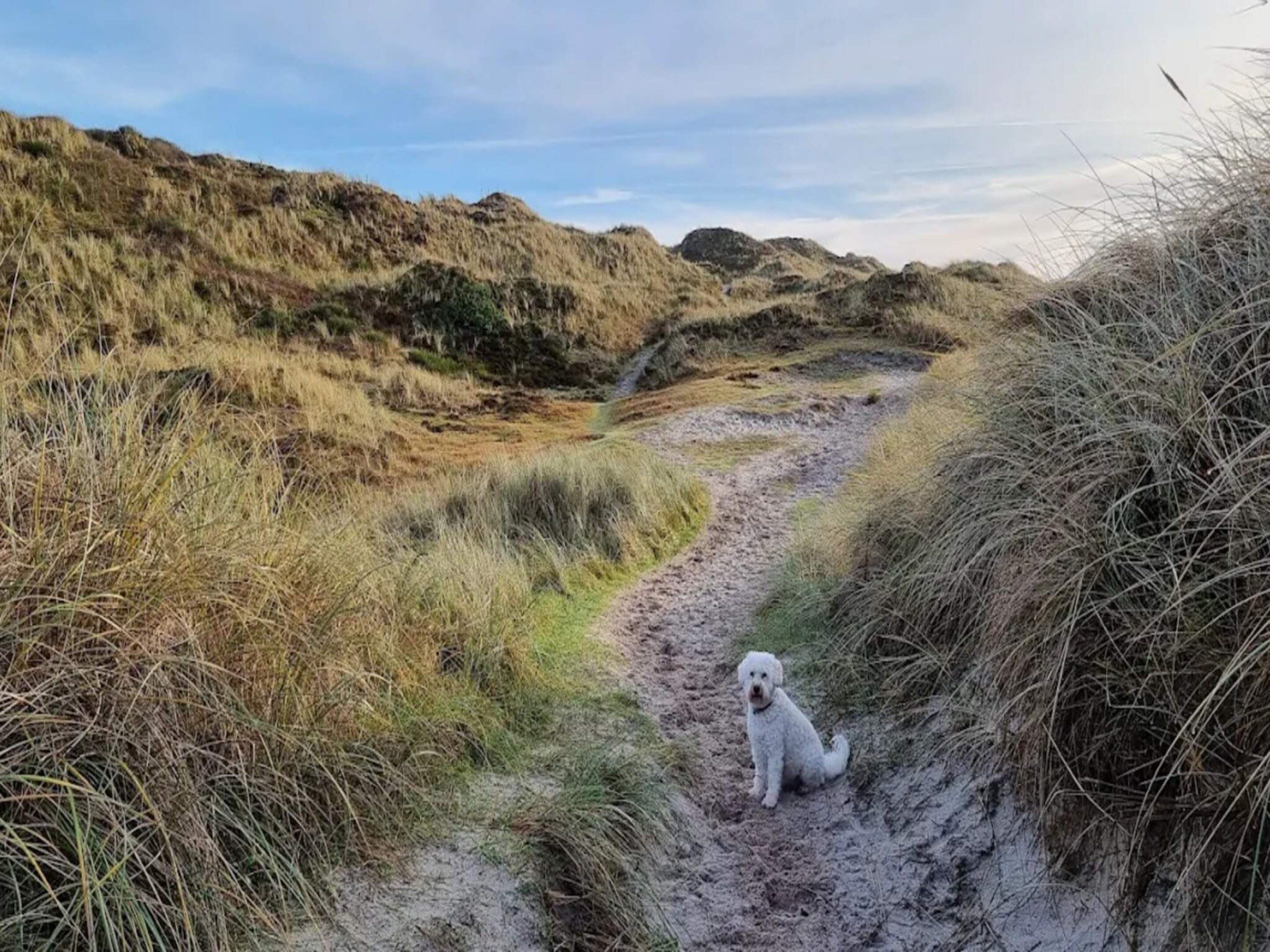 A dog sitting on a sandy path surrounded by grassy dunes.