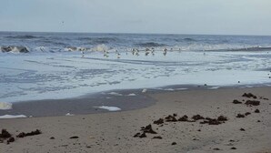 A beach with waves, seaweed, and a clear sky. - 6 Person Holiday Home in Henne (Henne)