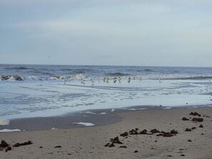 A beach with waves, seaweed, and a clear sky. - 6 Person Holiday Home in Henne (Henne)
