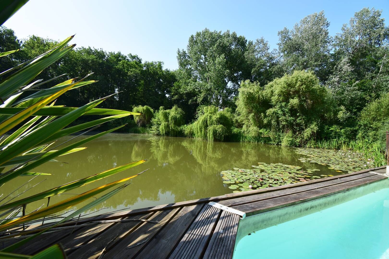 Una terraza de madera con piscina, rodeada de abundante vegetación y árboles.