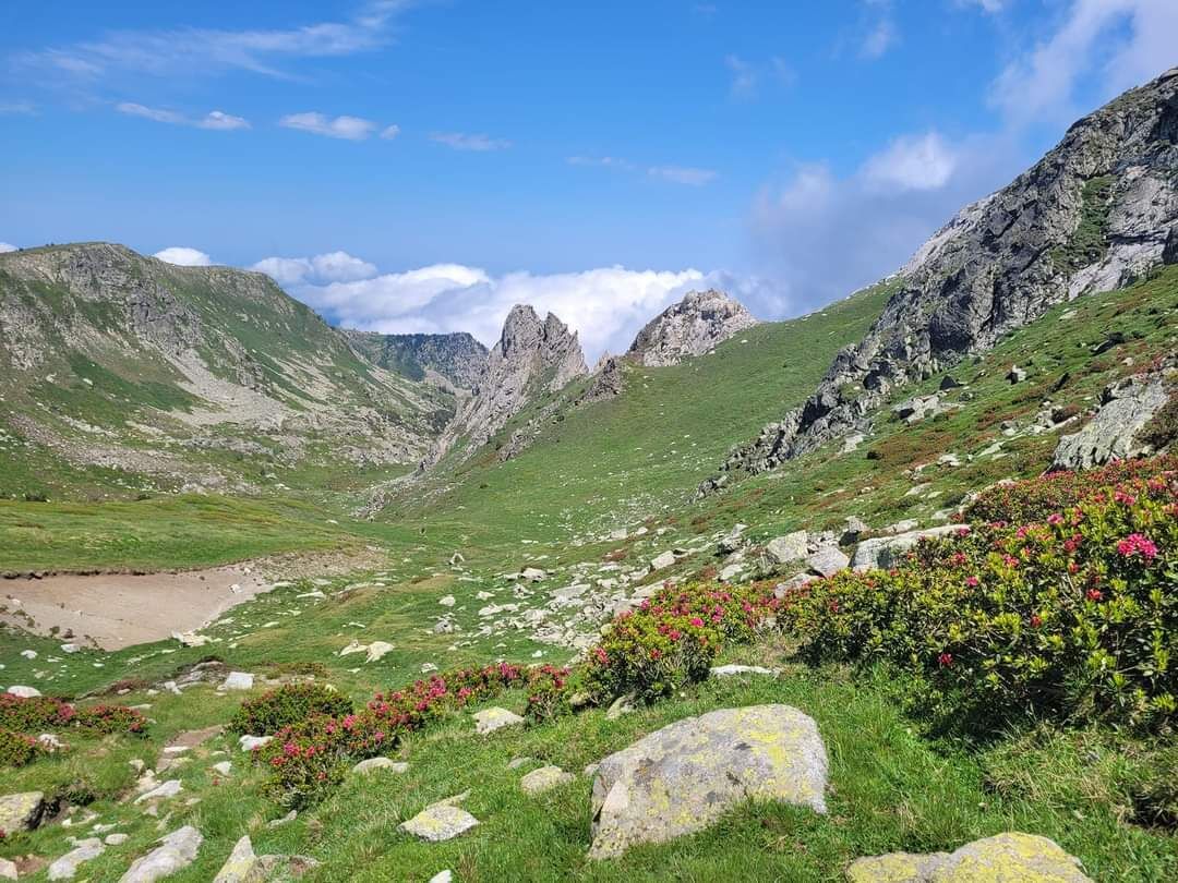 A mountainous landscape with rocky terrain, green grass, and pink flowers.