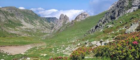 A mountainous landscape with rocky terrain, green grass, and pink flowers.
