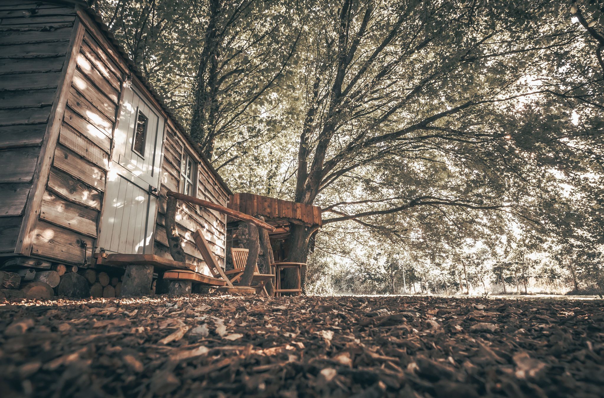 Een houten vakantiehuisje in landelijke stijl met een grote boom op de achtergrond.