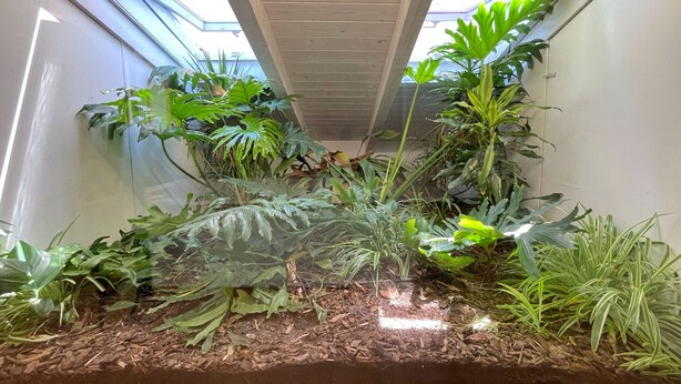 A vertical garden with various plants, a wooden ceiling, and a skylight. - Via del Centro (Oristano)