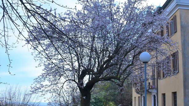 A large tree with blooming flowers in a courtyard, a lamp post, and a building with a balcony. - Villa Campana (Torino)