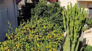 A garden with a variety of plants including a tall cactus and a bush with yellow flowers, bordered by a stone wall. - Lefteris Insta-worthy Studio With Balcony (Rhodes)