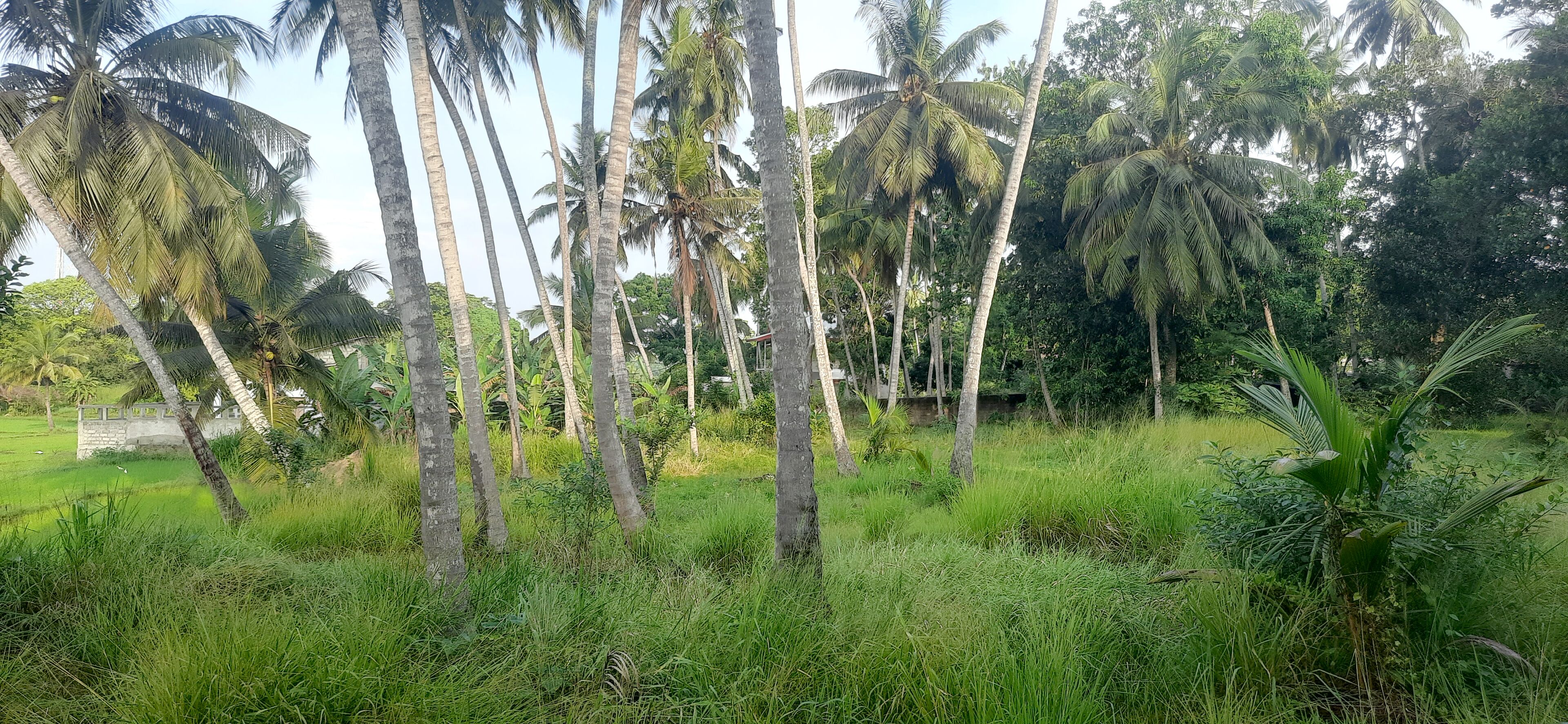 A lush tropical landscape with tall palm trees and dense greenery.
