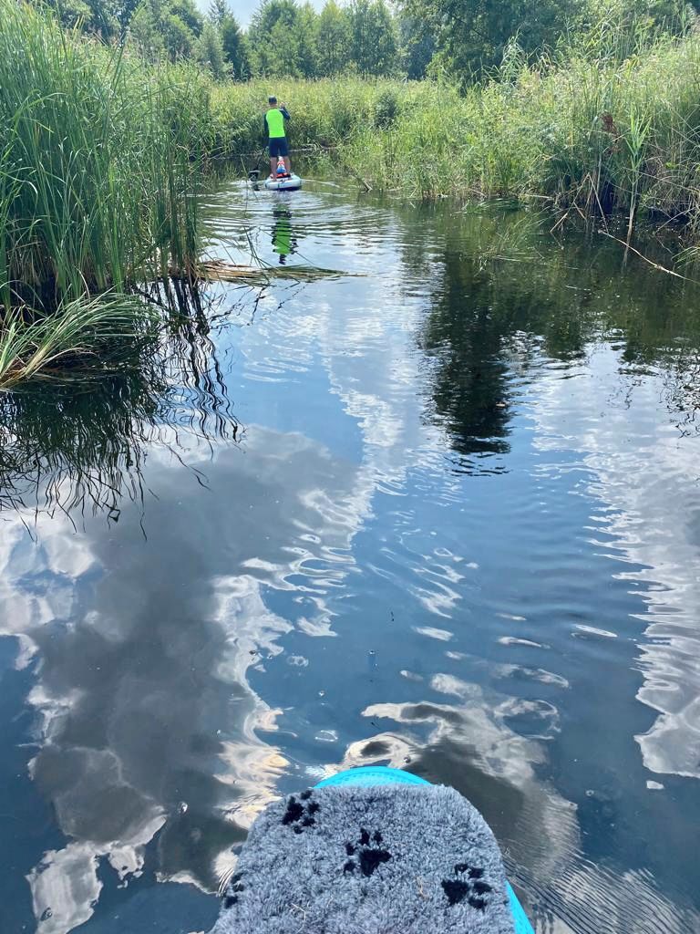 A calm water body with a person standing on a floating device, surrounded by tall grasses and trees.